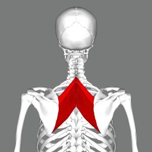 The Brookbush Institute Announces New Lessons on learning “The Scapula Muscles”