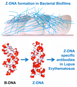 Biofilms and SLE