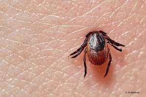 An infected tick bite can result in the harsh side effects of Lyme disease for humans or pets.
