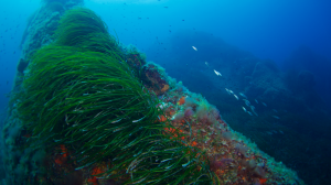 Underwater sea grasses