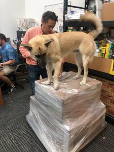 Beau Doggy the company comfort dog.