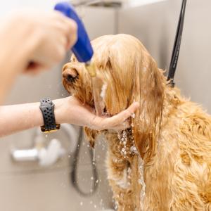 Top Dog Plans to Unleash 53 Sparkle Grooming Salons in the Sunshine State