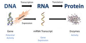 Proteomics market 1