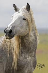 Wrongdoing With Wyoming’s Wild Horses, Part 2