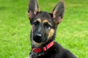 German Shepherd Rescue of OC Presents ‘Puppies On Parade’