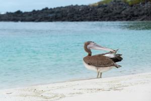 Pelican on Beach