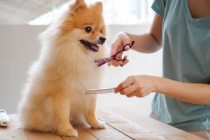 Pet Grooming Market Size, Share, Key Players, Growth and Forecast 2024-2032