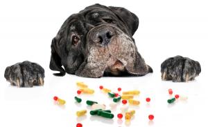 Dog Vitamins market