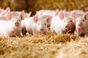 Pig Farming market