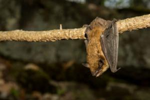 Virginia brown bat hangs on on a tree limb during the  summer months