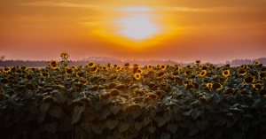 Sunflower field at Hereward Farms