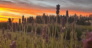 Hereward Farms Lavender Field at Sunset