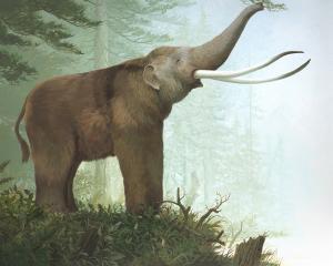 Columbian Mammoth mural at new Vashon Museum permanent exhibit