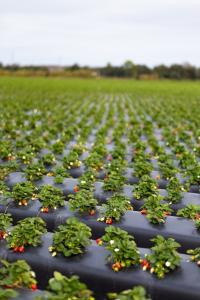 Berry Crop at Wish Farms