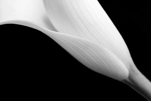 Minimalistic black and white photo of a Calla Lily by Maria Marriott