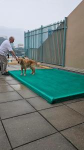 Scoop Masters constructed specialized relief zones for guide dogs at the American Council of the Blind National Convention.