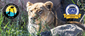 A lion resting in tall grass at Santa Barbara Zoo.