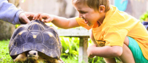 A young boy gently pets a tortoise in the grass.