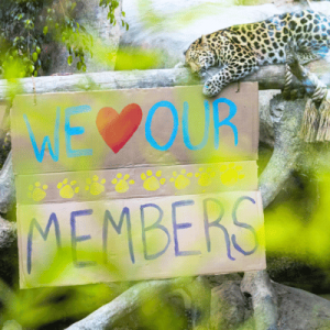 A leopard resting in its enclosure at the Santa Barbara Zoo beside a "We love our members" signage.