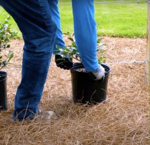 DIAW Living Fence – plants