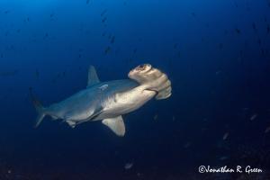 Scalloped Hammerhead Shark swims close by the diver