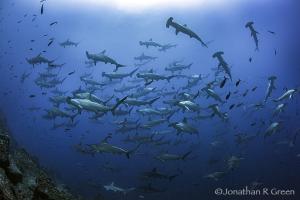 Huge Massive school of critically endangered hammerhead sharks swims by