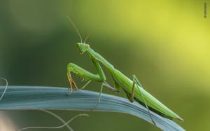 Some bugs play a beneficial role in the ecosystem; the praying mantis is one of them.