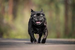 Rue, an 11-year-old small black pug, is one of many old dogs who received essential dental care through a Grey Muzzle grant.