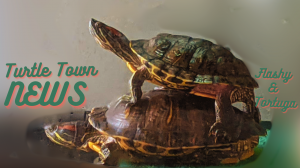 Meditate with Turtles: Finding Stillness in Turtle Town News