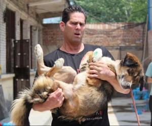 No Dogs Left Behind Evacuates Yulin Survivors to USA