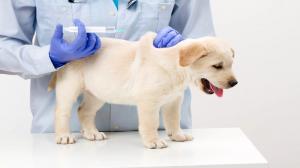 Veterinary Vaccines Market