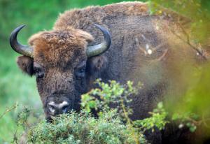 Rewilding Europe discusses the reintroduction of European Bison in Romania’s Southern Carpathian mountains