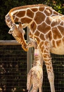 Baby Safiri and Mom