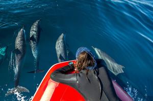 Happy’s Crab Island Watersports Introduces Exciting Dolphin Excursions on Waverunners