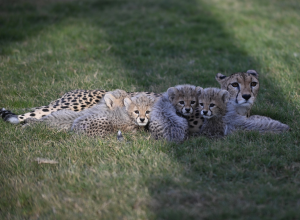 Saudi Arabia Celebrates Milestone in Cheetah Conservation Efforts with Birth of Four Cubs and Strategic Advancements