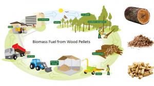 Biomass Solid Fuel Market Share