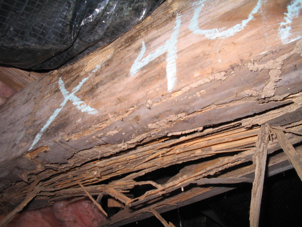 termite damage