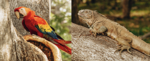 Red macaw & green iguana: two endangered species bred & released by Dinant in Zacate Grande