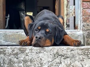 Mushroom the Rottweiler Crowned People’s Gas AmbassaDOG