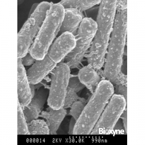 Lactobacillus fermentum VRI-003