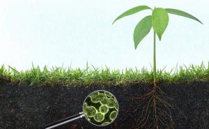 AGRICULTURAL MICROBIALS MARKET Insights