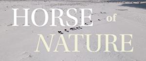 Filmmaker Meets Wildfire Survivors and Wild Horses Filming New Documentary ‘HORSE of NATURE’