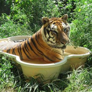 Bengal Tiger Enjoying A Cool Dip In the Bone Pool by One Dog One Bone