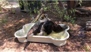 Anteater cooling off in his Bone pool