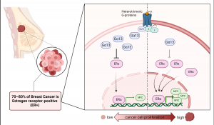 Diagram showing loss of Gα13 in ER+ breast cancer cells.