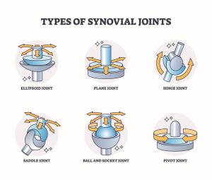 The Brookbush Institute Continues to Enhance Anatomy Education with an Update to the Course ‘Synovial Joints’