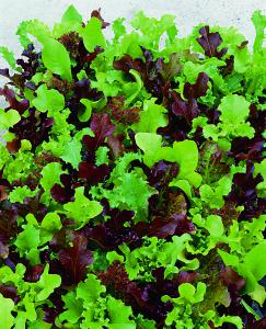 Lettuce Micro Mini Greens
