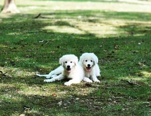 Puppies at Ankida Ridge Vineyards