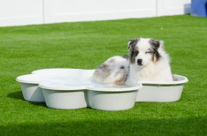 Chilling in the Paw Pool