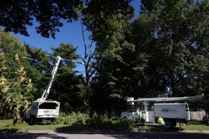 Williams Tree Company crew using specialized equipment to safely remove a large tree that was uprooted during the Labor Day weekend storm in Burlington, IA.